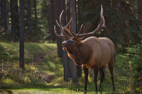 Canada-Alberta-Jasper National Park Male elk calling